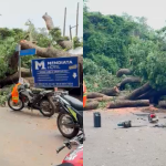 Heavy rains bring down tree, block Achimota–West Legon road
