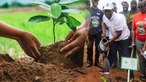Tree planting