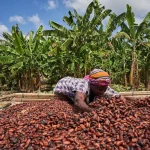 COCOBOD maintains cocoa producer price for 2025/26 light crop despite global decline