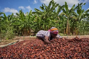 cocoa